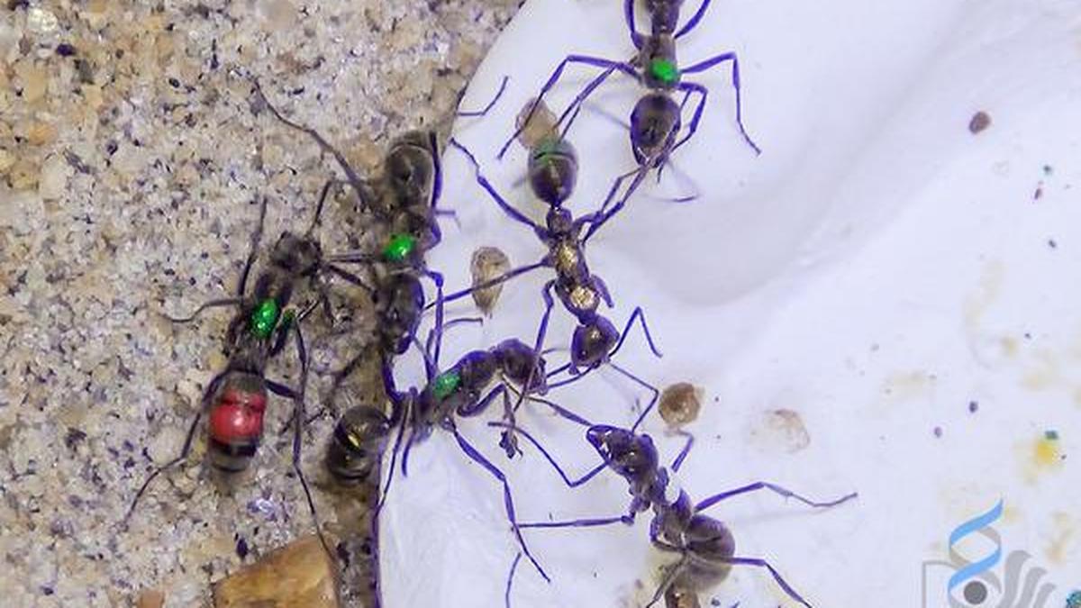 The tricks of thieving ants The Hindu